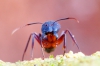 campanotus