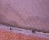 hormiga