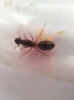Identificar reina
