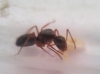 Reina sin identificar