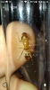 Hormiga soldado para identificar