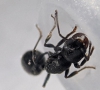 goniomma-oxyopomirmex?