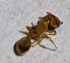 temnothorax