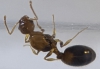 tetramorium?