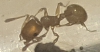 temnothorax