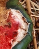 Hormigas muy peque�as