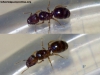 Pheidole_02_Abr