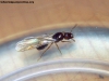 Pheidole sospes?_1