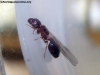 Pheidole sospes?_2