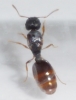 Posible Pheidole 1