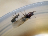 Pheidole y Paratrechina