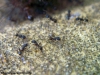 Pheidole_negra_1