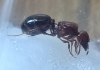 reina oscura