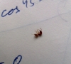 Pheidole pallidula