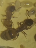 Identificar temnothorax
