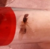 Ayuda con identificaci�n