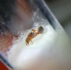 Myrmica? Foto1