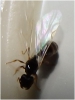 Posible Tetramorium