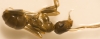 Proformica sp.