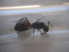 Reina 13 Camponotus Forrest