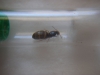 Reina 2 Lasius Forrest