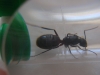 Reina 6 Camponotus Forrest