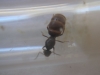 Reina 10 Lasius Forrest