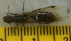 Reina 16mm