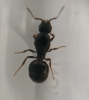 Reina sin identificar