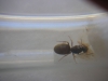 Reina 5 Lasius Forrest