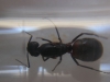 Reina 7 Camponotus Forrest