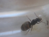 Reina 9 Lasius Forrest