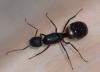 Reina Camponotus-2