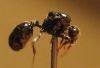 ¿Reina M.Barbarus2?