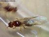 Reina Pheidole_x2