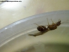 Reina Pheidole_x1