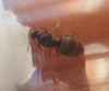 New Queen?