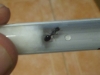 reina camponotus?