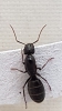 camponotus