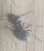 Que hormiga es?