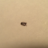 posible ponerinae?