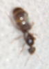 solenopsis?