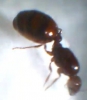 Reina sin identificar