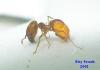 pheidole?