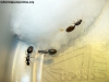 Solenopsis_10_Abril