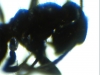 �lasius?