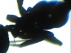 hormiga rara
