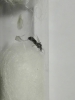 Tapinoma?