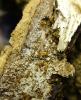 Temnothorax