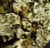 Temnothorax